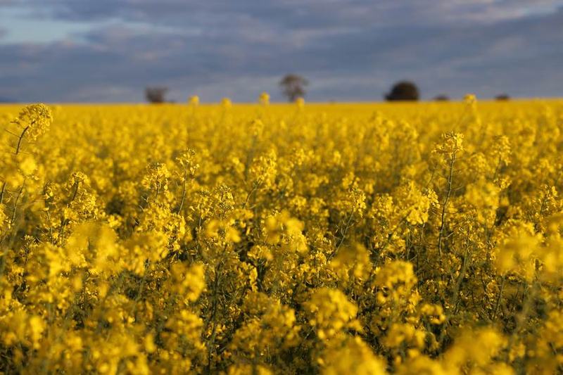 A canola crop in full yellow flower under cloud