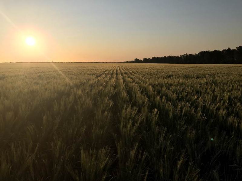 A cereal crop at sunset