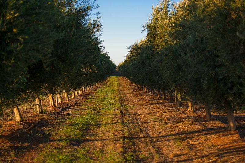 Rows of olive trees in late afternoon light
