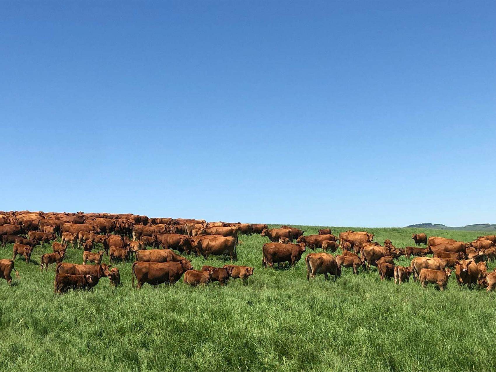 A large mob of cattle grazing open pasture under a clear sky